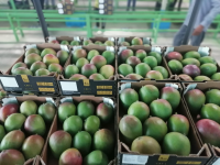 Organic Kent Mango 