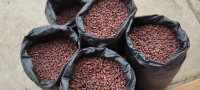 Cacao Grain