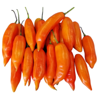 Yellow Pepper