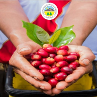 Organic Green Coffee