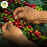 Organic Green Coffee