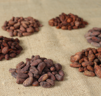 Peruvian cocoa in bulk