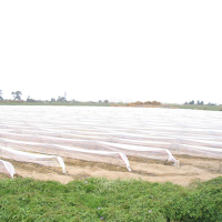 Greenhouse tunnels for asparagus