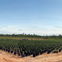 Seedling bags for oil palm.