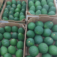 Fresh Hass Avocado in Calibers from 12 to 30 in a Box of 4 Kilos to 10 Kilos
