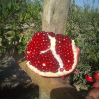 Pomegranate