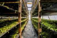 Stevia leaf drying