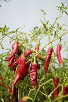 Paprika