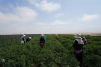 54/5000 Pollinating plants to produce tomato seeds