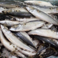 Whole Round Mackerel
