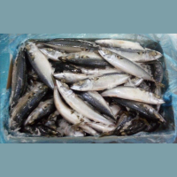 Whole Round Mackerel