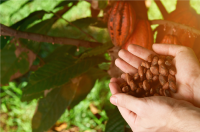 CACAO
