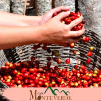 fresh harveted cherry caffee