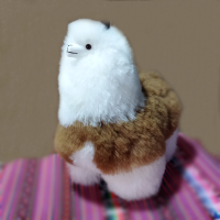 Alpaca
