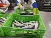Mackerel