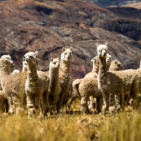 Alpaca in its habitat