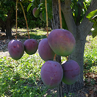Kent mangoes at the orchards - 500 hectares