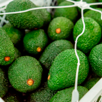 Fresh Hass Avocado 4kg to 15kg