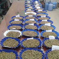 Coffee bean selection process