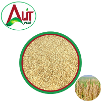 Organic White Quinoa in Grain