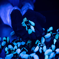 Cámara UV- Identification of aflatoxins in Brazil nuts