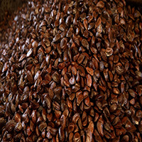  Thermal shock to detach  the chestnut of the shell