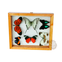 Beauty Butterflies Frame with White