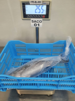 Bonito in plastic sleeves.