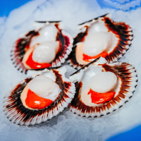 Scallops half shell