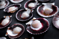 Scallops Half Shell Roe Off 20kg