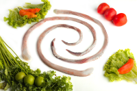 Giant Squid Sexual Tentacles 20kg