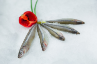 Whole Frozen Silver Smelt 20Lb