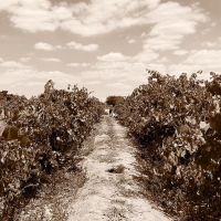 Huamaní Field