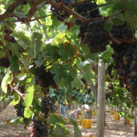vineyard