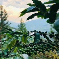 Export Type Green Coffee