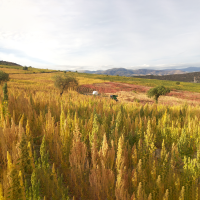 Quinoa fields