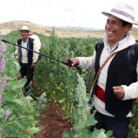 Harvesting Quinoa