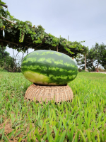 WATERMELON (JUST LOCAL SELL)