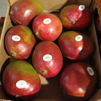 Kent Fresh Mango in Boxes of 4kg and 10kg