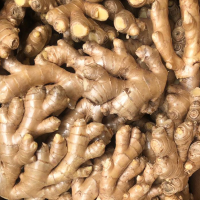 Fresh Ginger Boxes of 4kg and 10kg Boxes