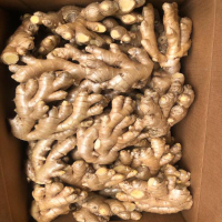 Ginger Boxes of 4kg and 10kg Boxes