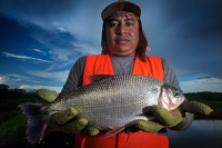 Redtail tarpon (Brycon amazonicus)
