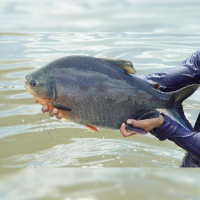 Pacu (Piaractus brachypomus) 