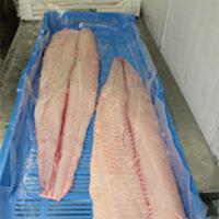RAINFOREST AQUAFARMS SOCIEDAD ANONIMA - RAINFOREST AQUAFARMS S.A. 
