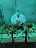 PACKAGED GINGER