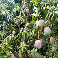 FARM LIBIAK