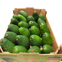 Fresh Avocado
