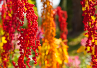 QUINOA TREE