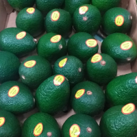 Avocado