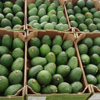 Avocado